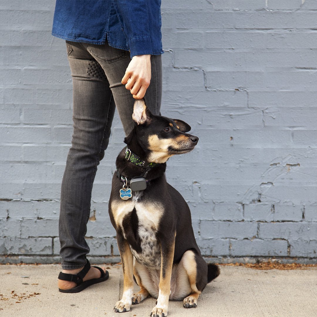 Rear End Mend Online Class - Miniature Rhino